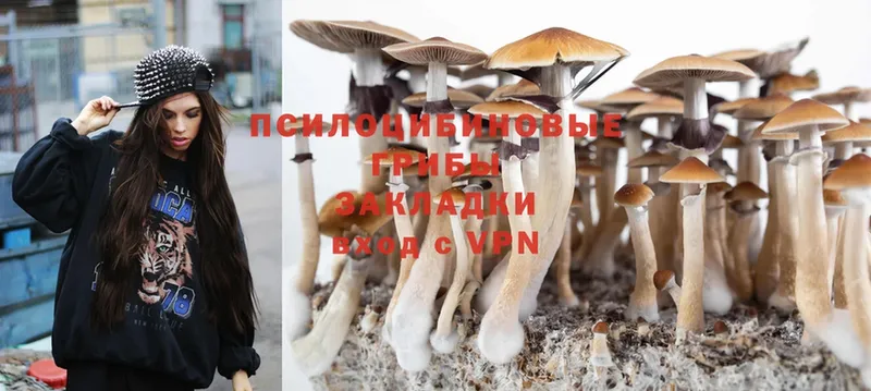 Псилоцибиновые грибы Psilocybine cubensis  Беломорск 